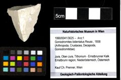Foto (Objekt + Etiketten) von Goniodromites bidentatus (Reuss, 1858) 